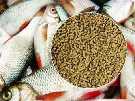 fish feed|Fish Feed Products .